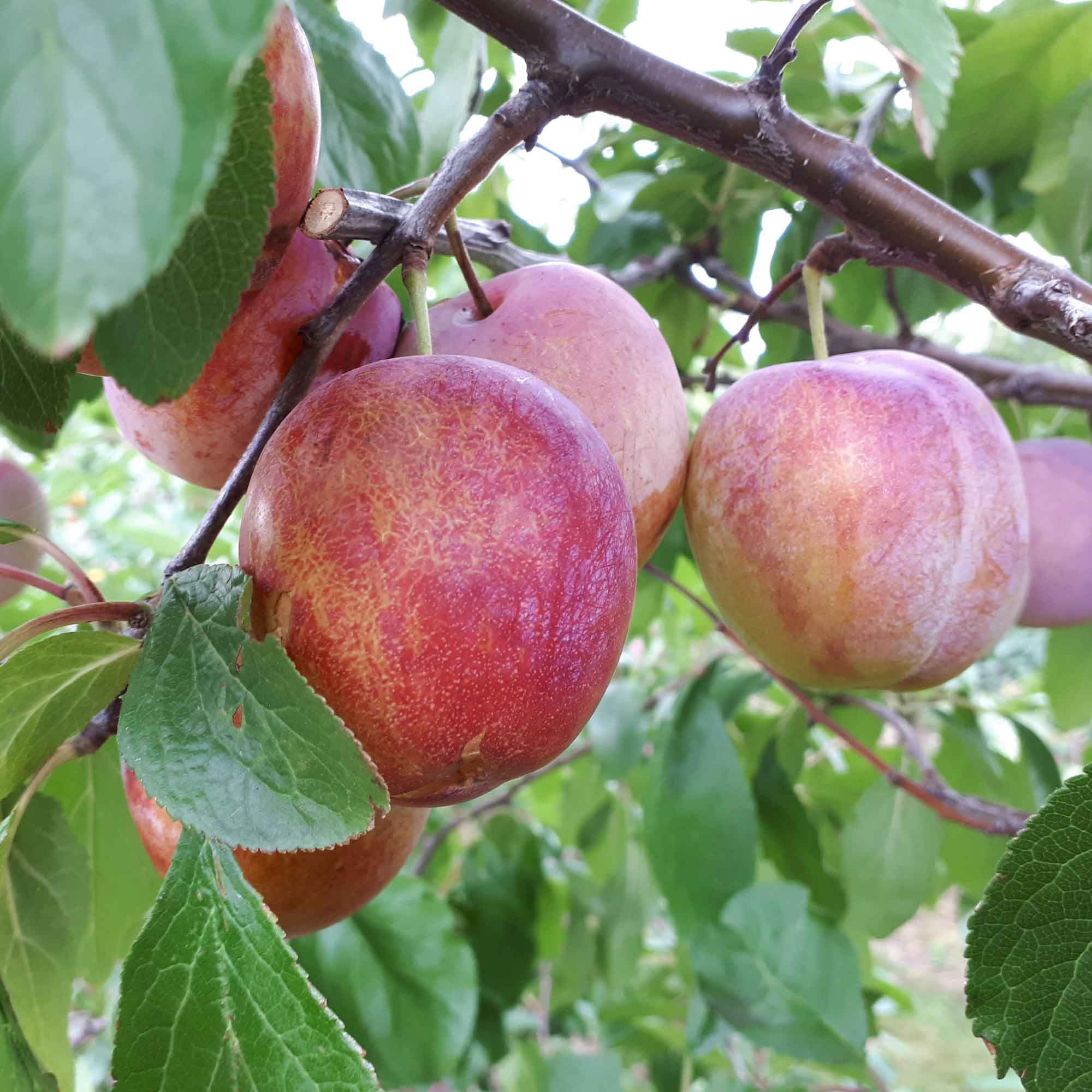 Blommetræ - Excalibeur 2års