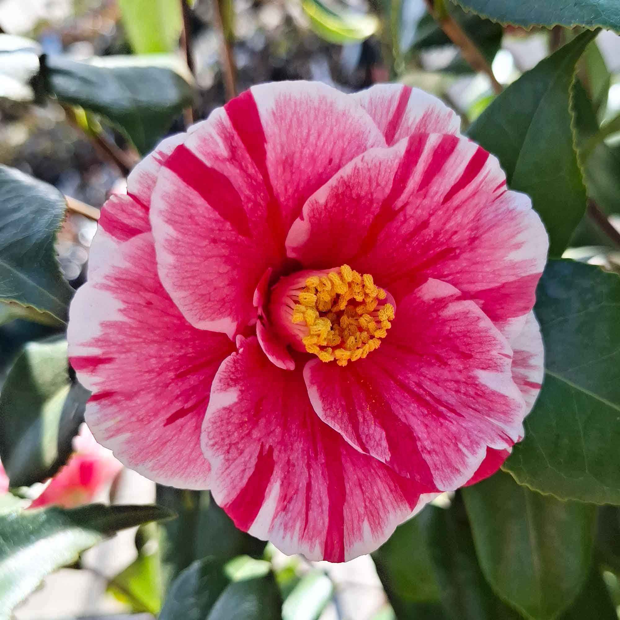 Camellia japonica ' 'Ezo-nishiki 15 l