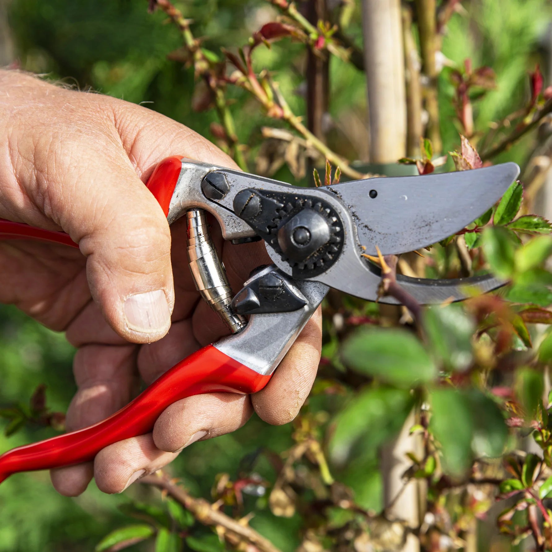 FELCO 9 - Pruning shears