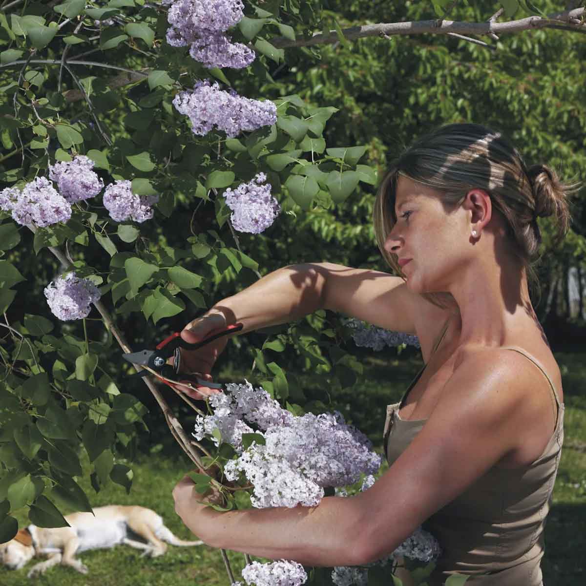 Felco 160S essentiel