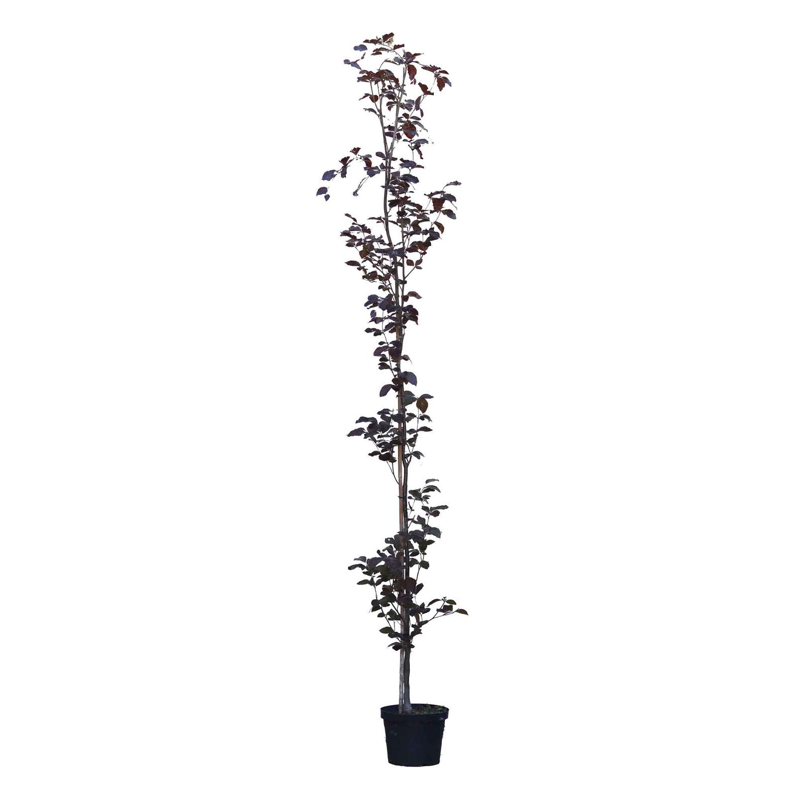 Fagus s. Dawyck Purple THC 12L 175-200