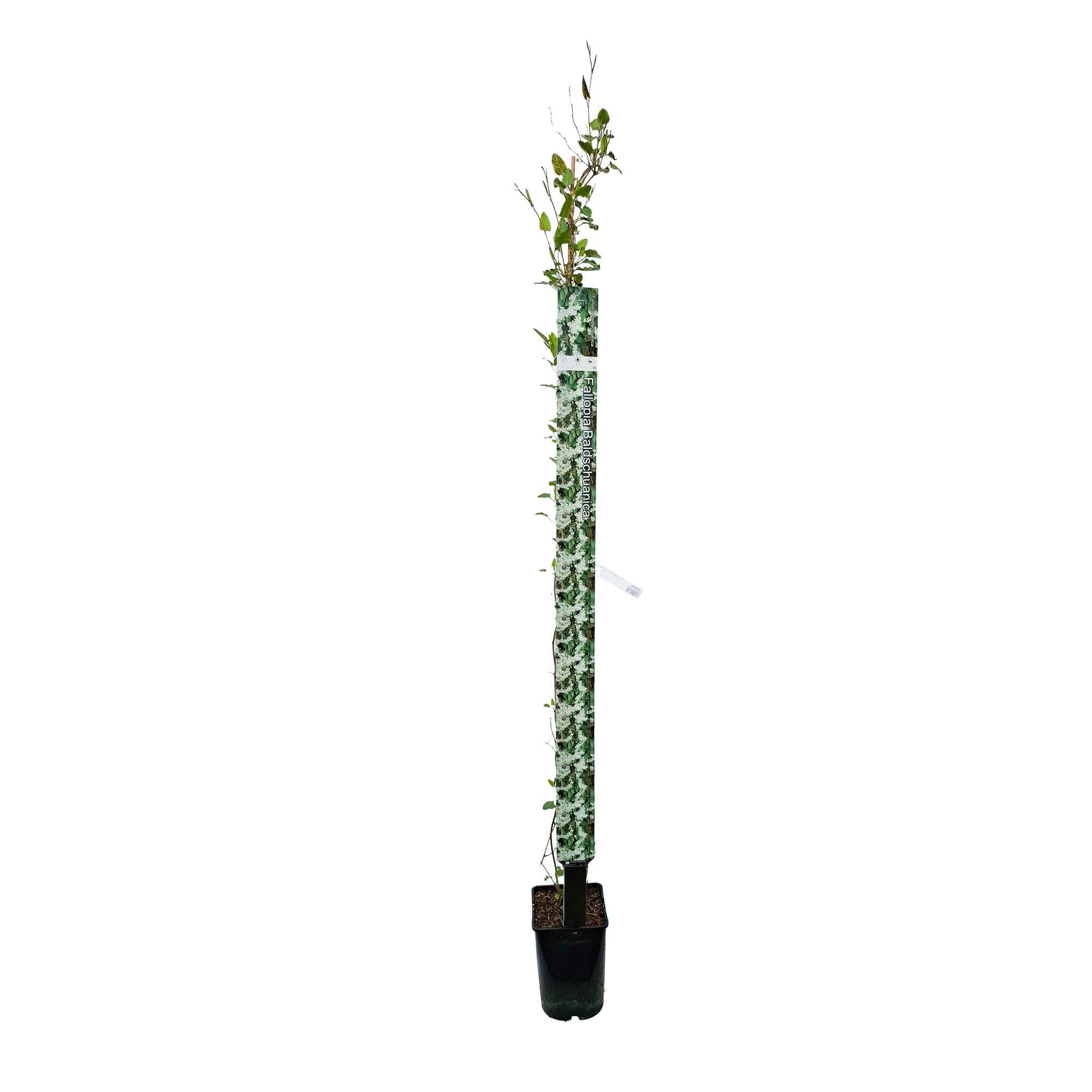 Fallopia baldschuanica 150-175cm 5,5L