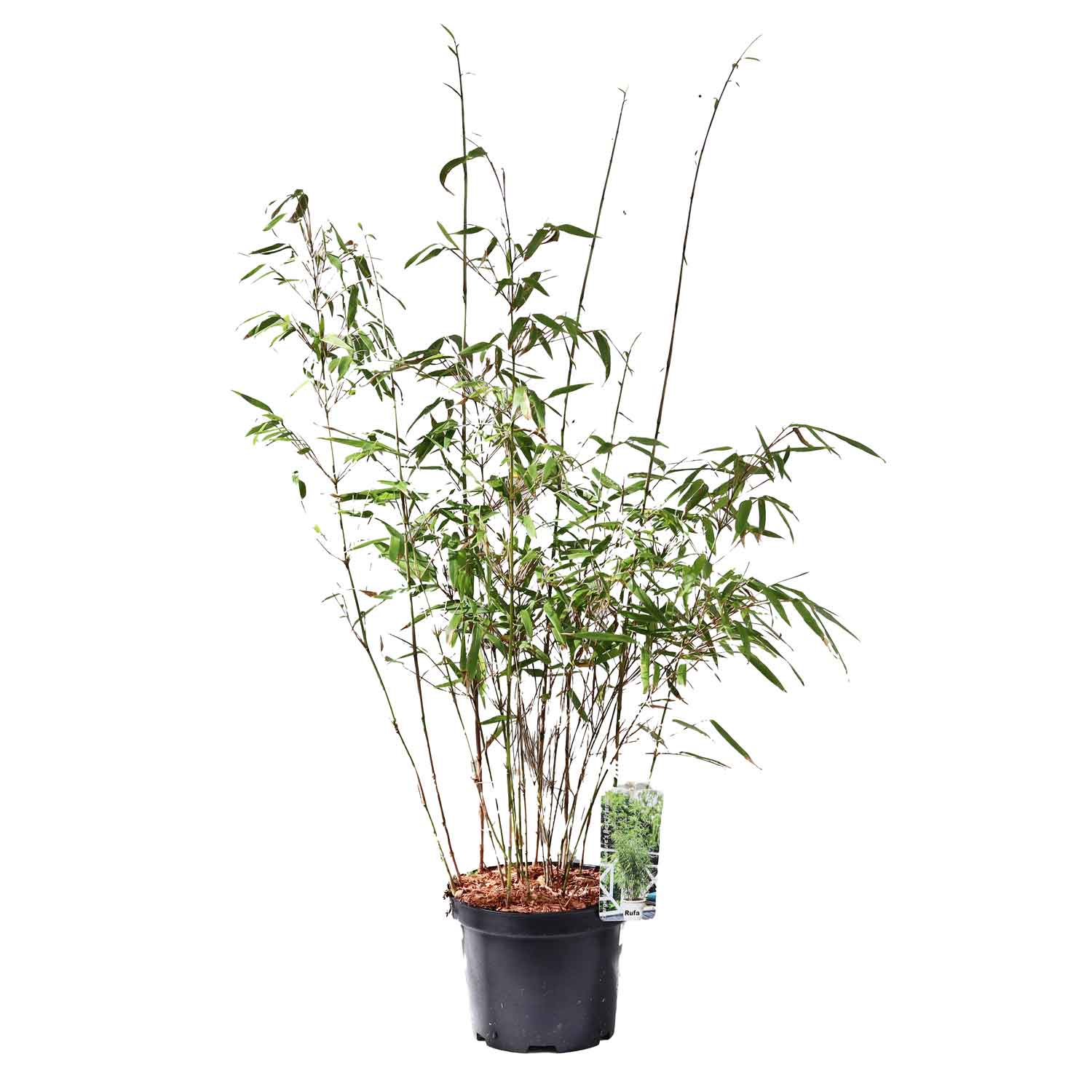 ECHINACEA pure. Magnus 1 L Pot