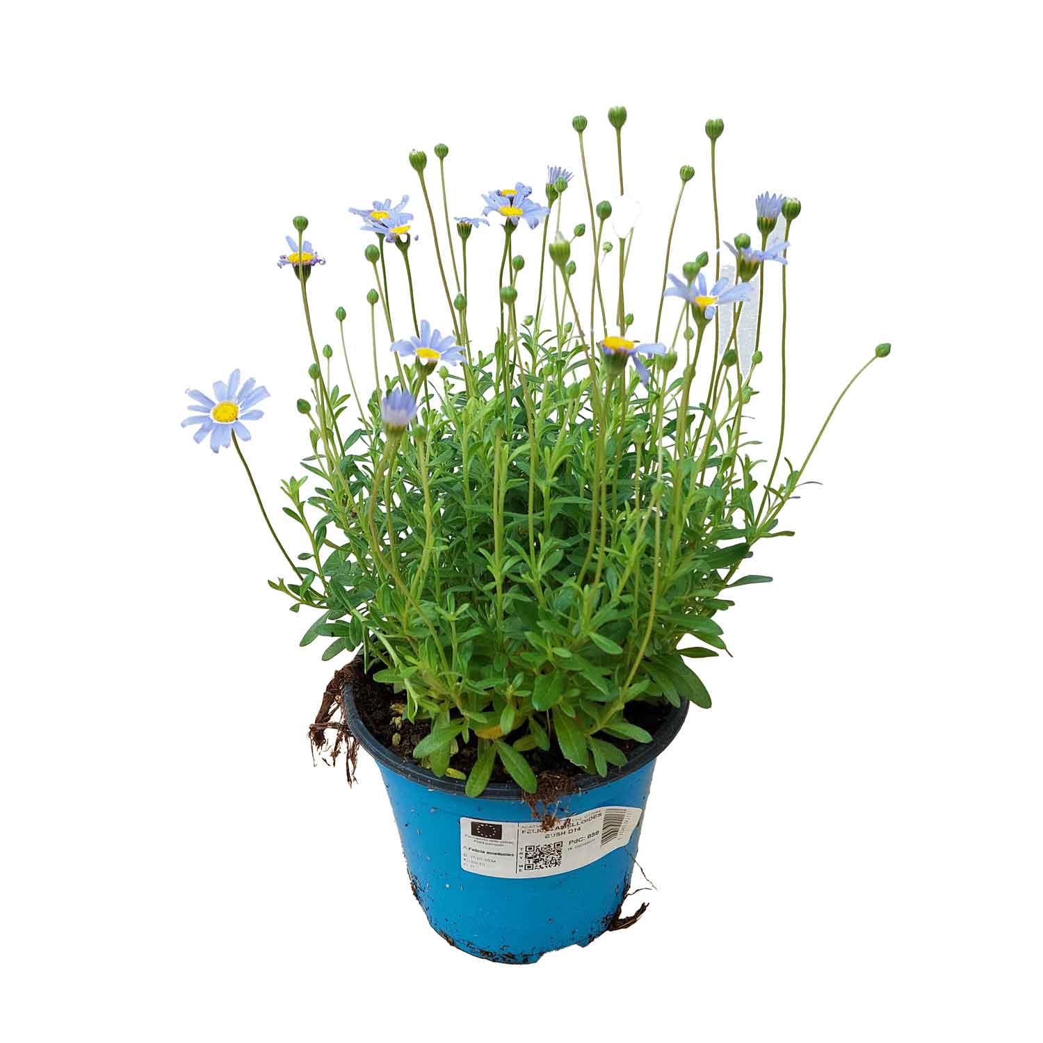 FELICIA Amelloides BUSH D14