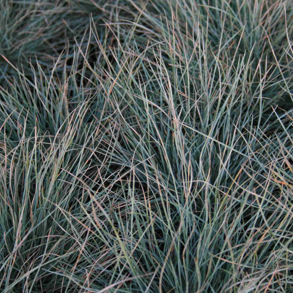 Festuca glauca 'Elijah Blue' 2L