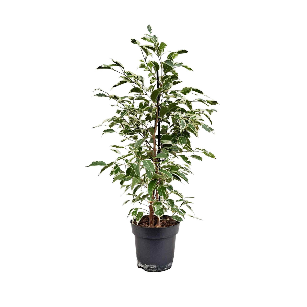 Ficus benj. 'Twilight' 14cm