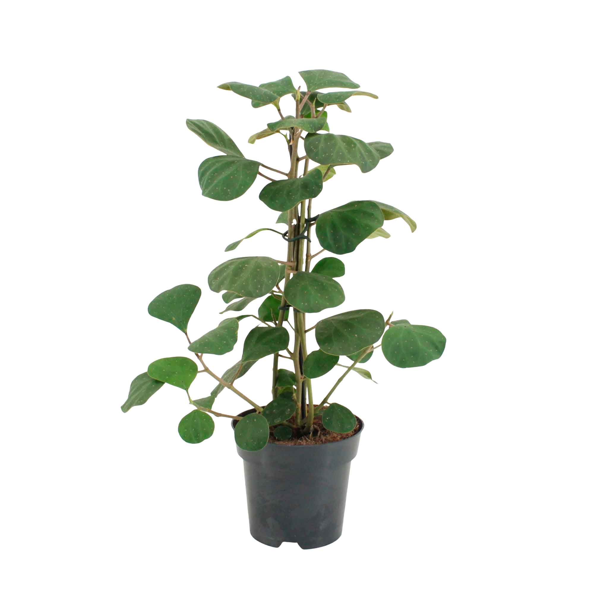 Ficus delt. 'Olivia' 14cm