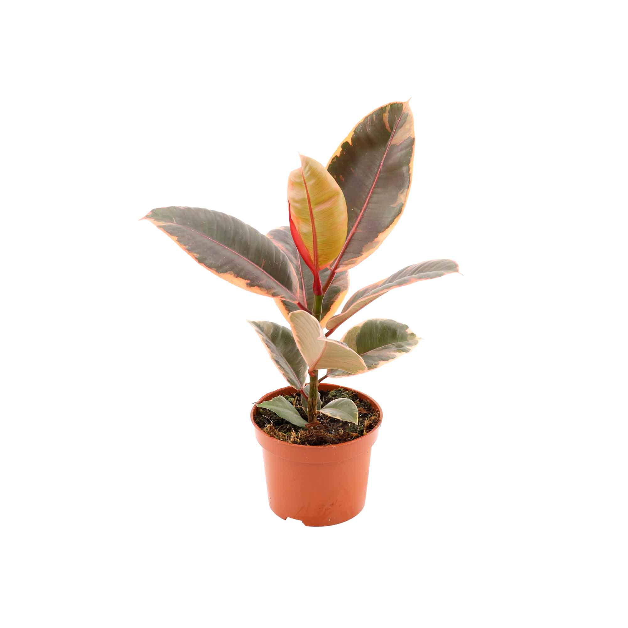 Ficus or 'Belize' 12cm