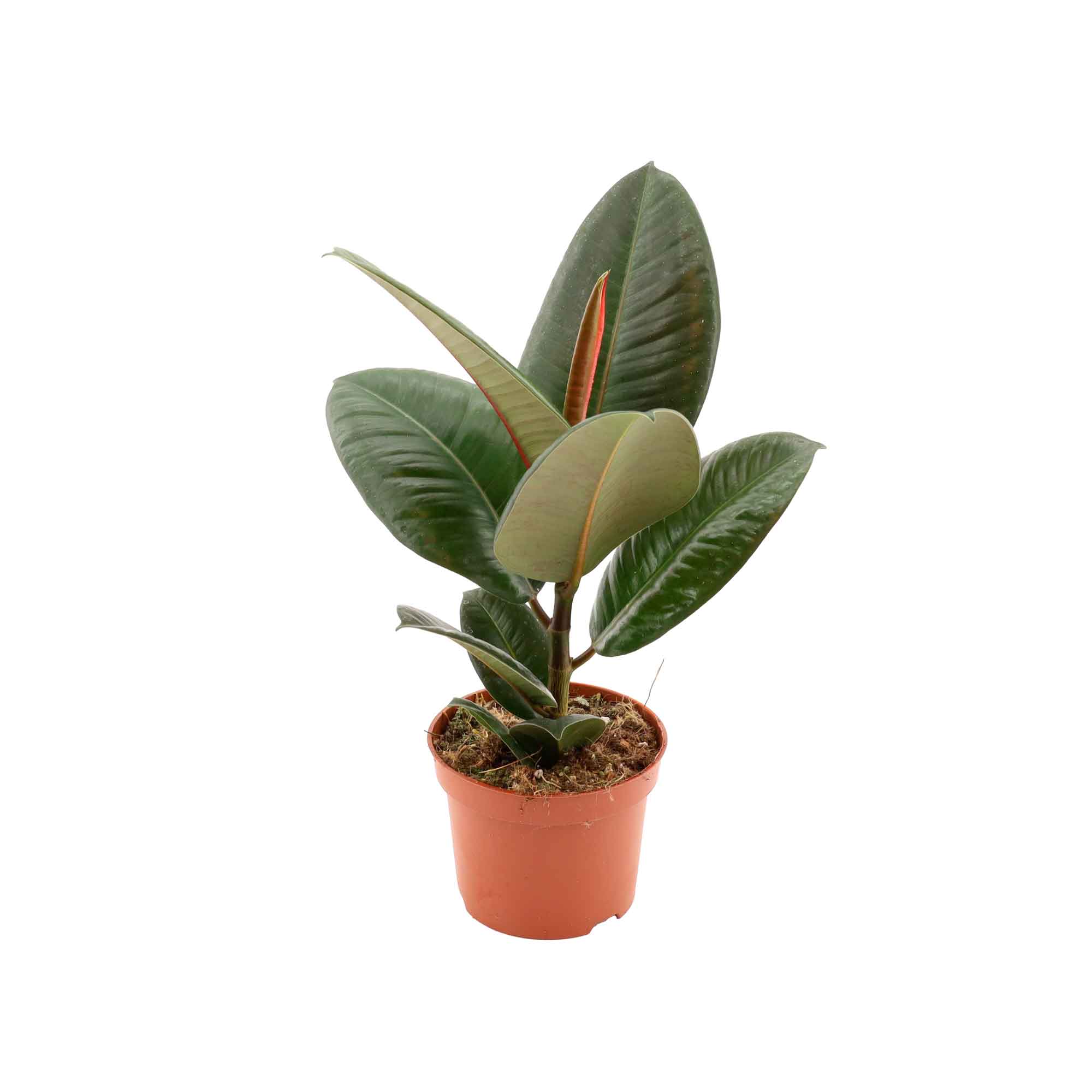 Ficus or 'Robusta' 12cm