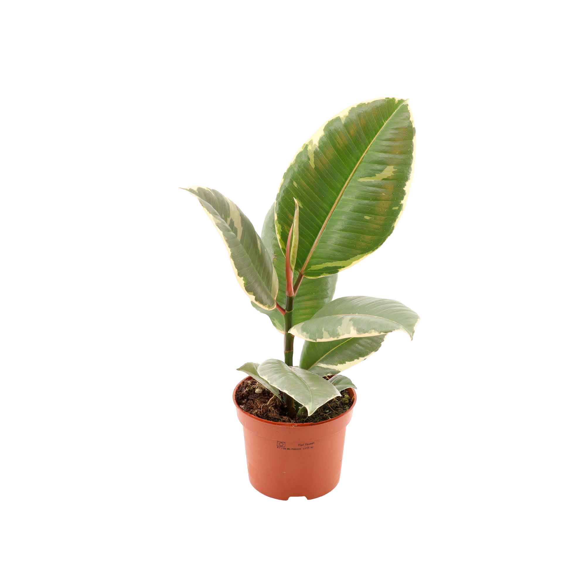 Ficus el. 'Tineke' 12cm