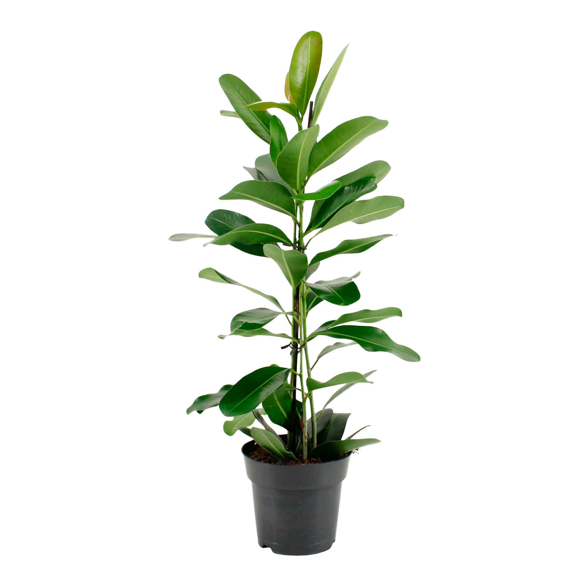 Ficus micr. Smile 17cm