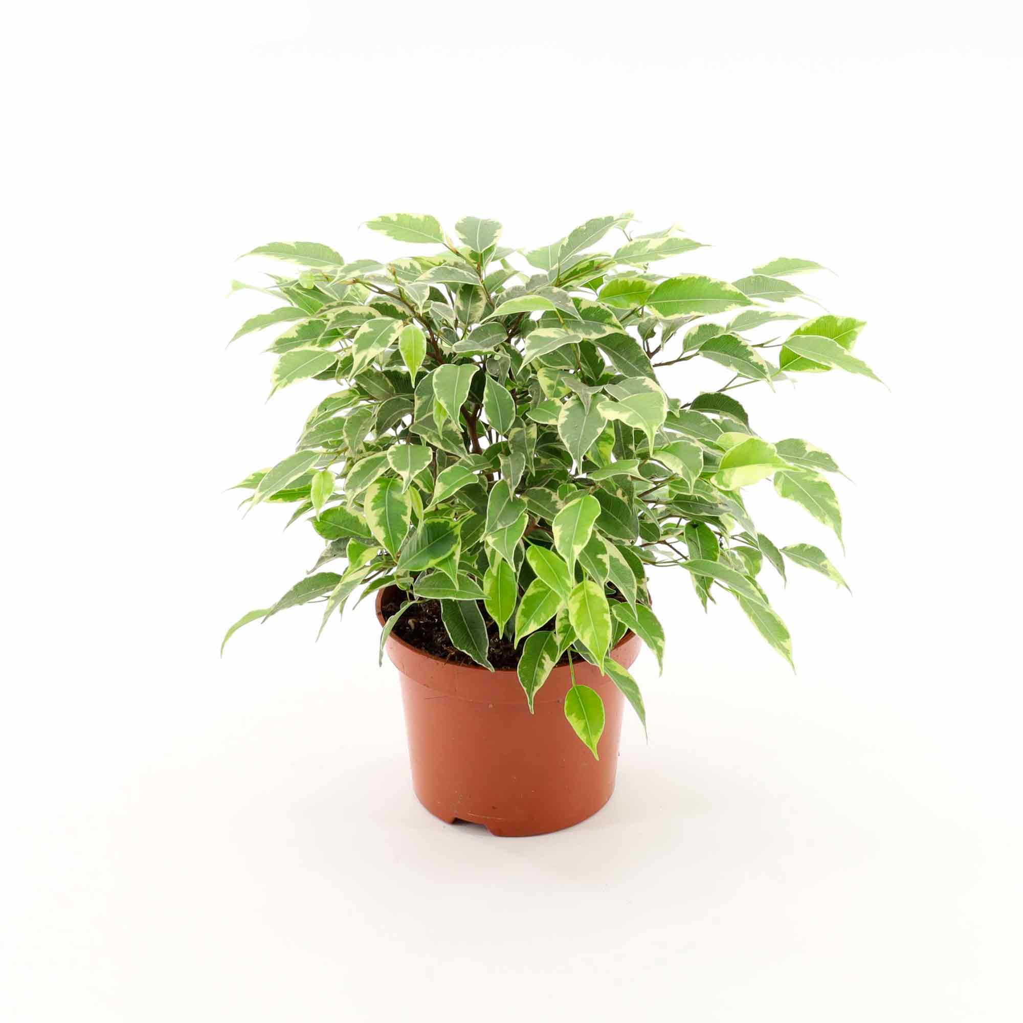 Ficus benj. Kinky 12cm