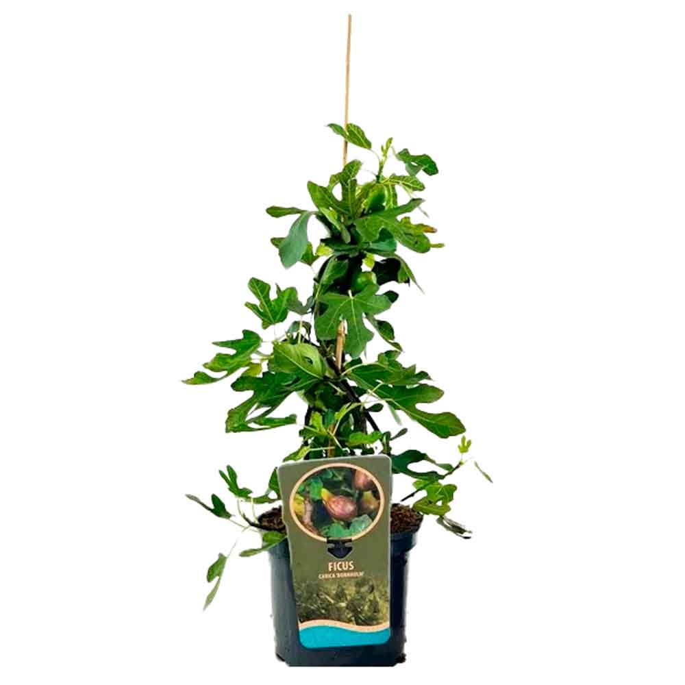 Ficus carica. 'Bornholms Diamant' C3 30-40 CM