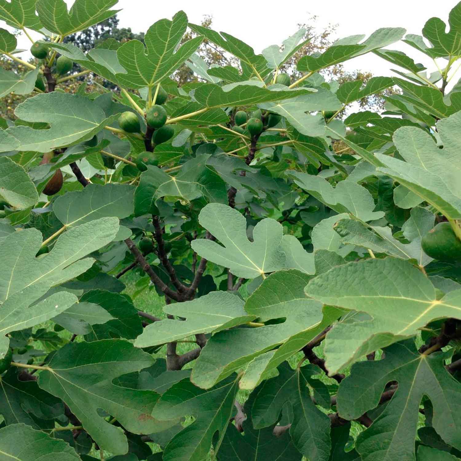 Ficus carica 'Brown Turkey' C2 30-40