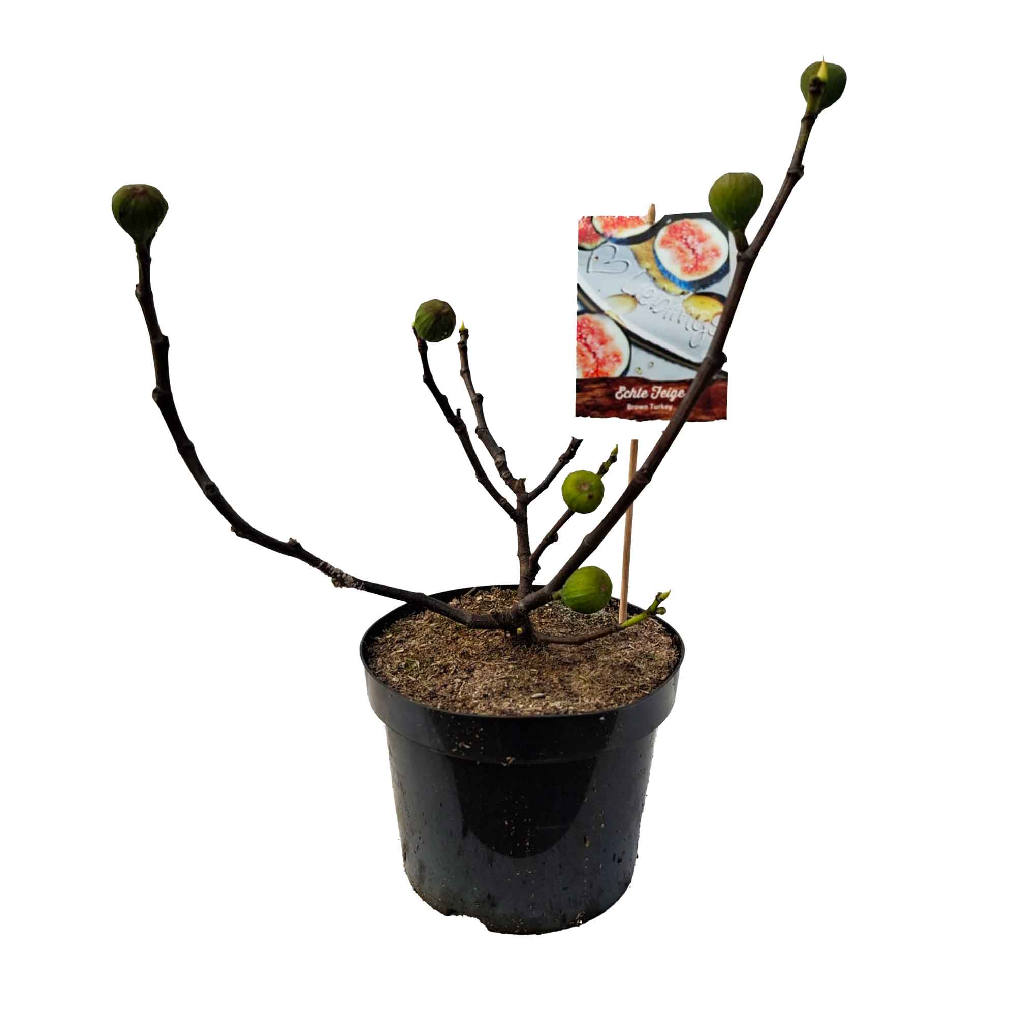Ficus carica 'Brown Turkey' 5L