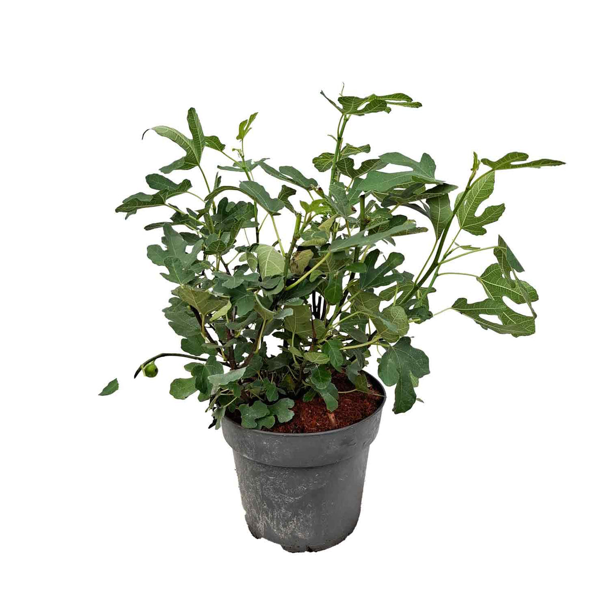 Ficus car. 'Gustissimo® Peretta' C7