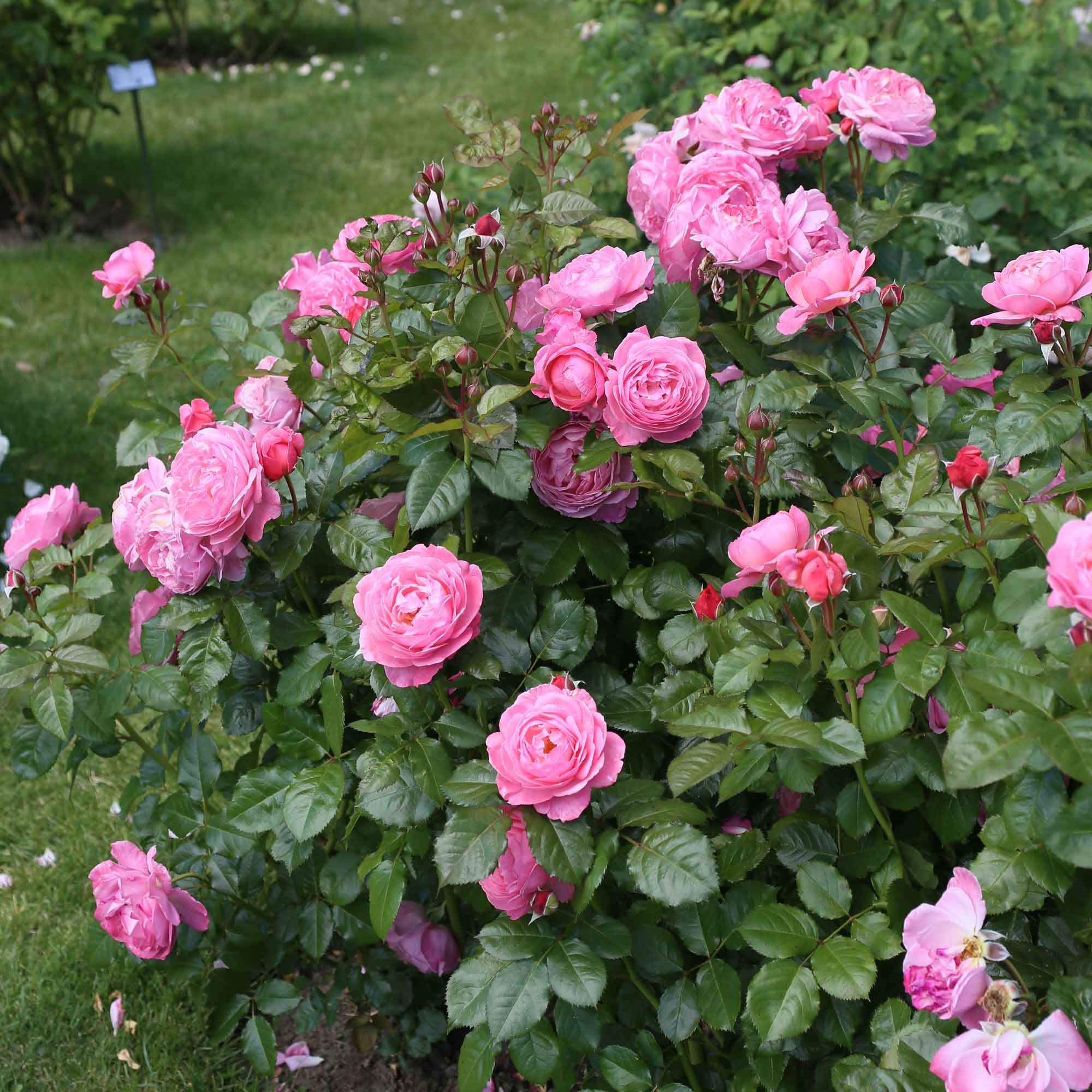 Rose Flora Colonia