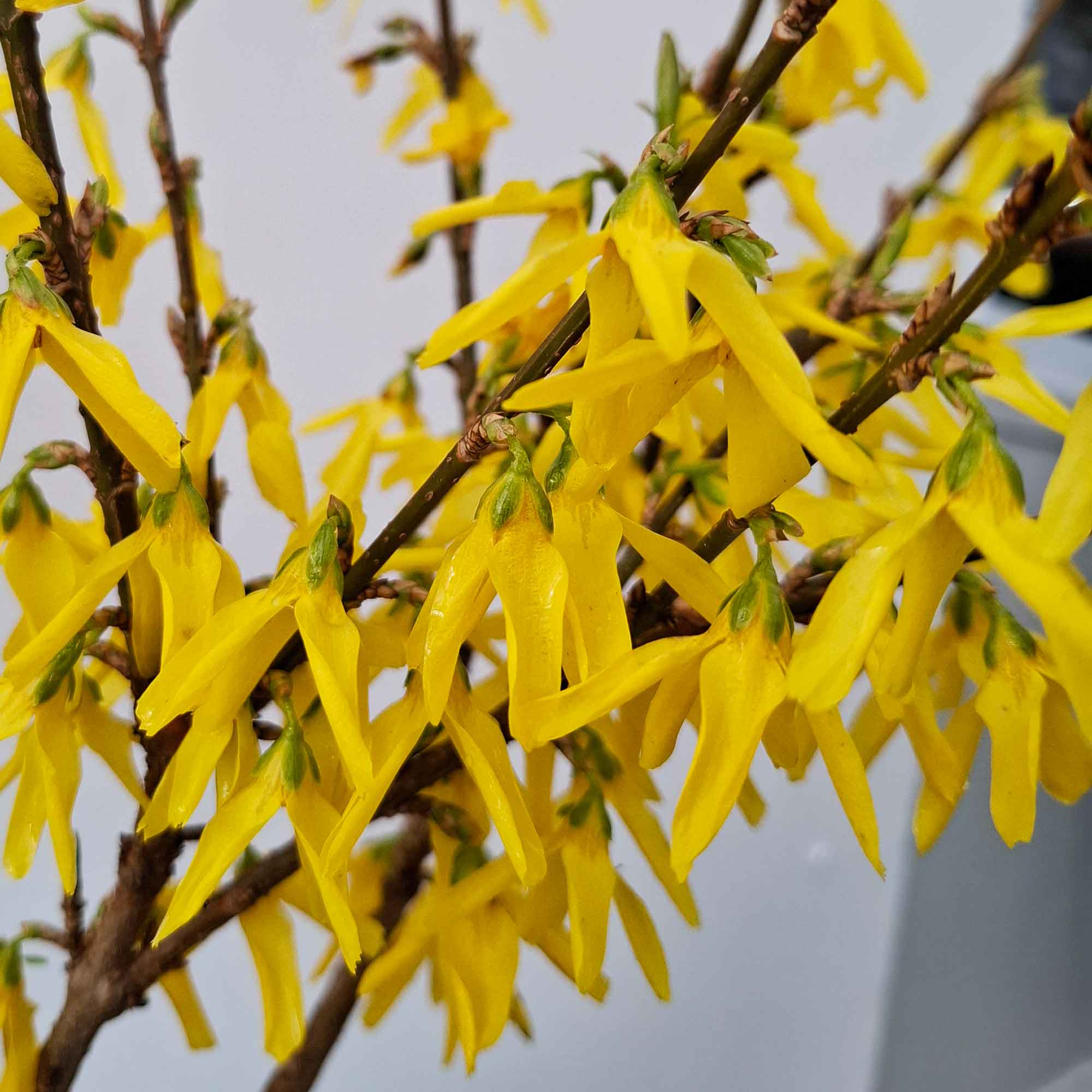 Forsythia interm. 'Lynwood' 40/60 C3