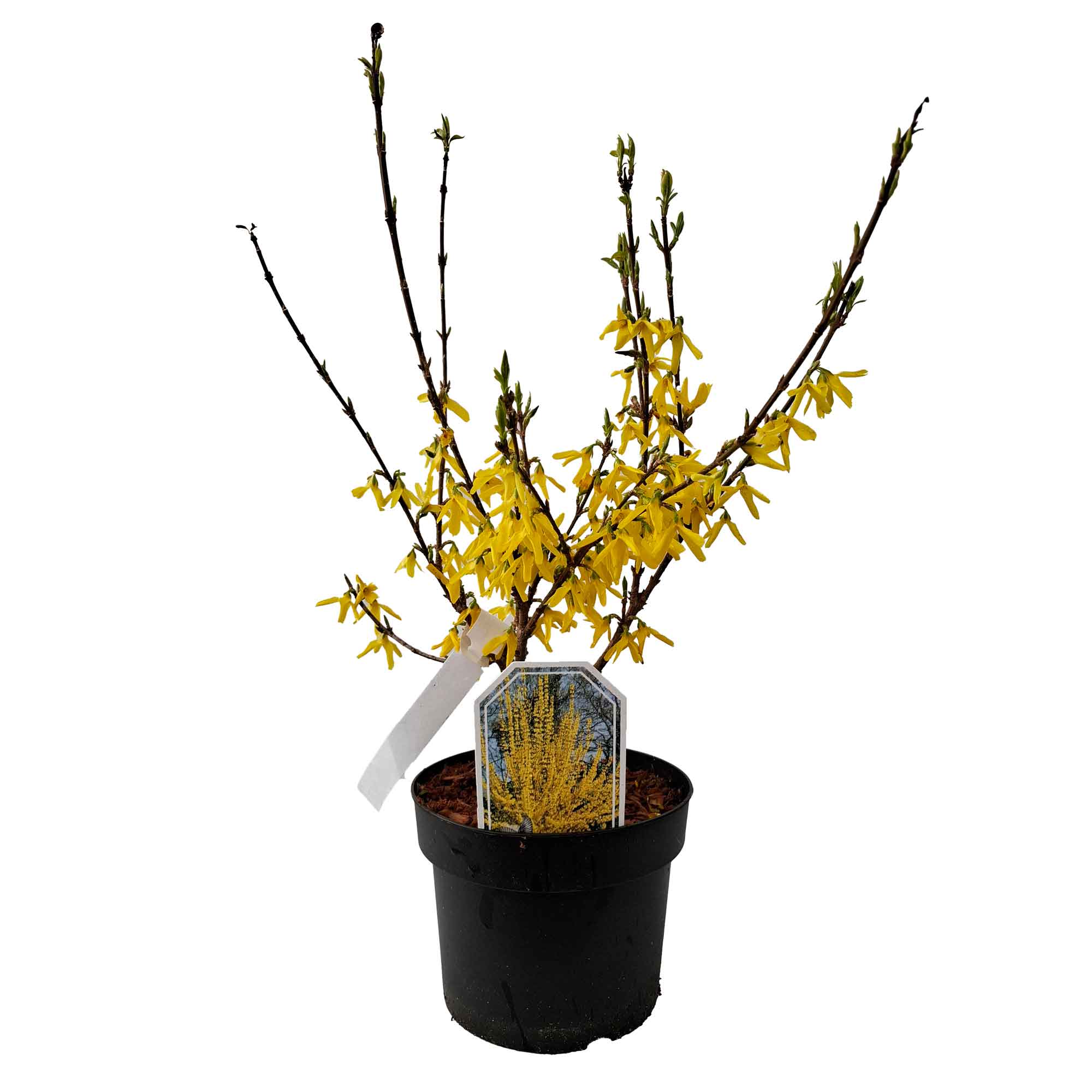 Forsythia interm. 'Lynwood' 40/60 C3