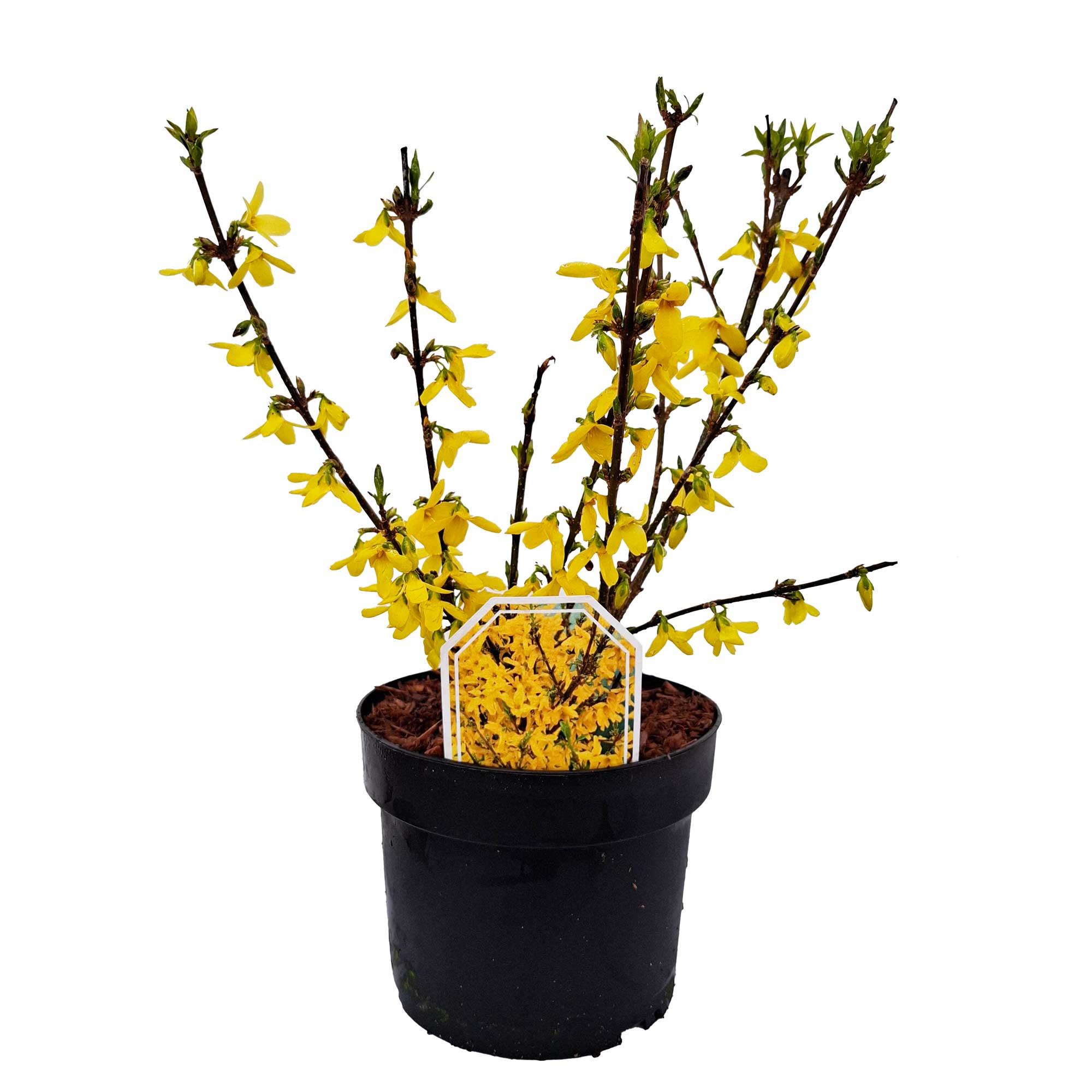 Forsythia interm. 'Weekend' 30/40 C3
