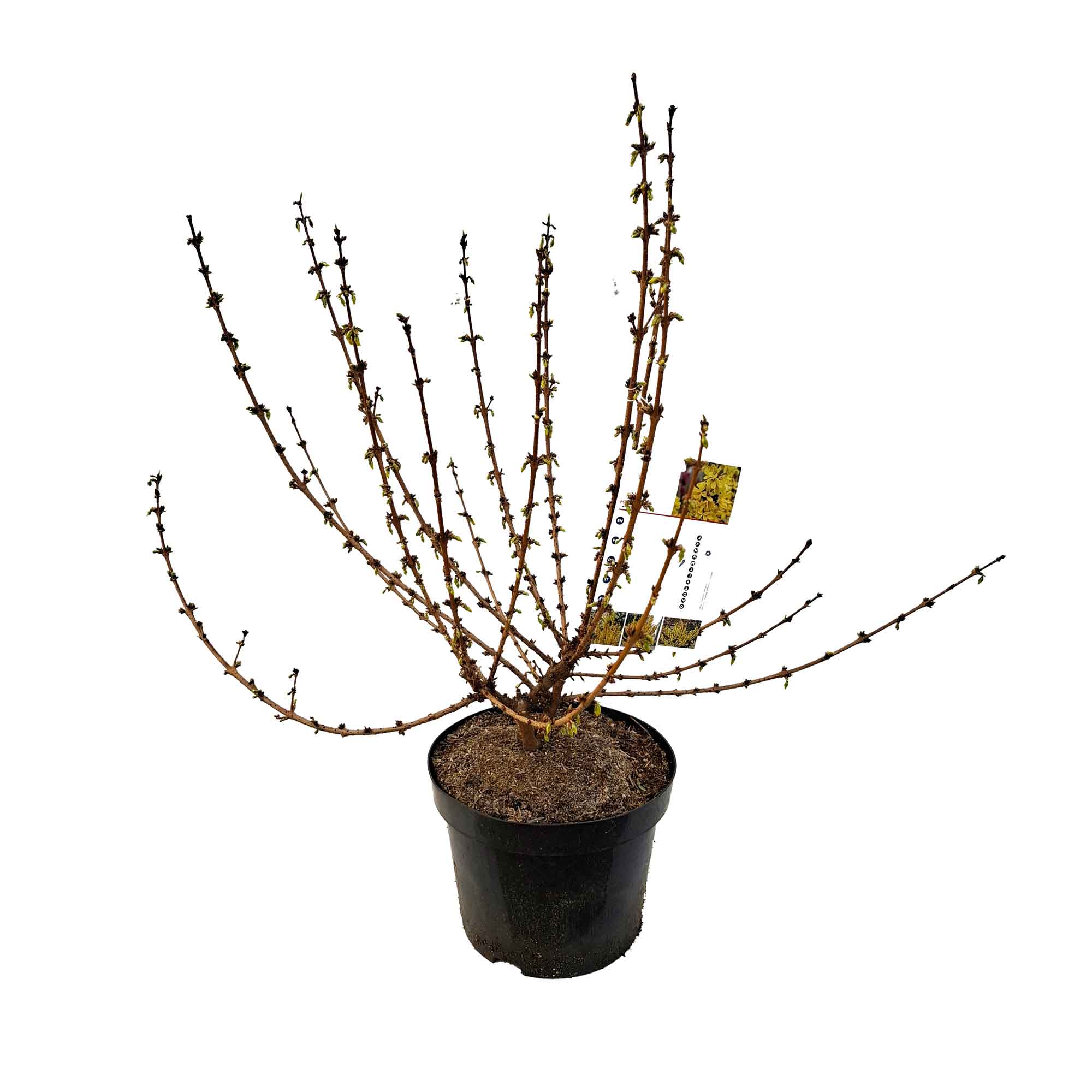 Forsythia intermedia 'Mikador' 5L