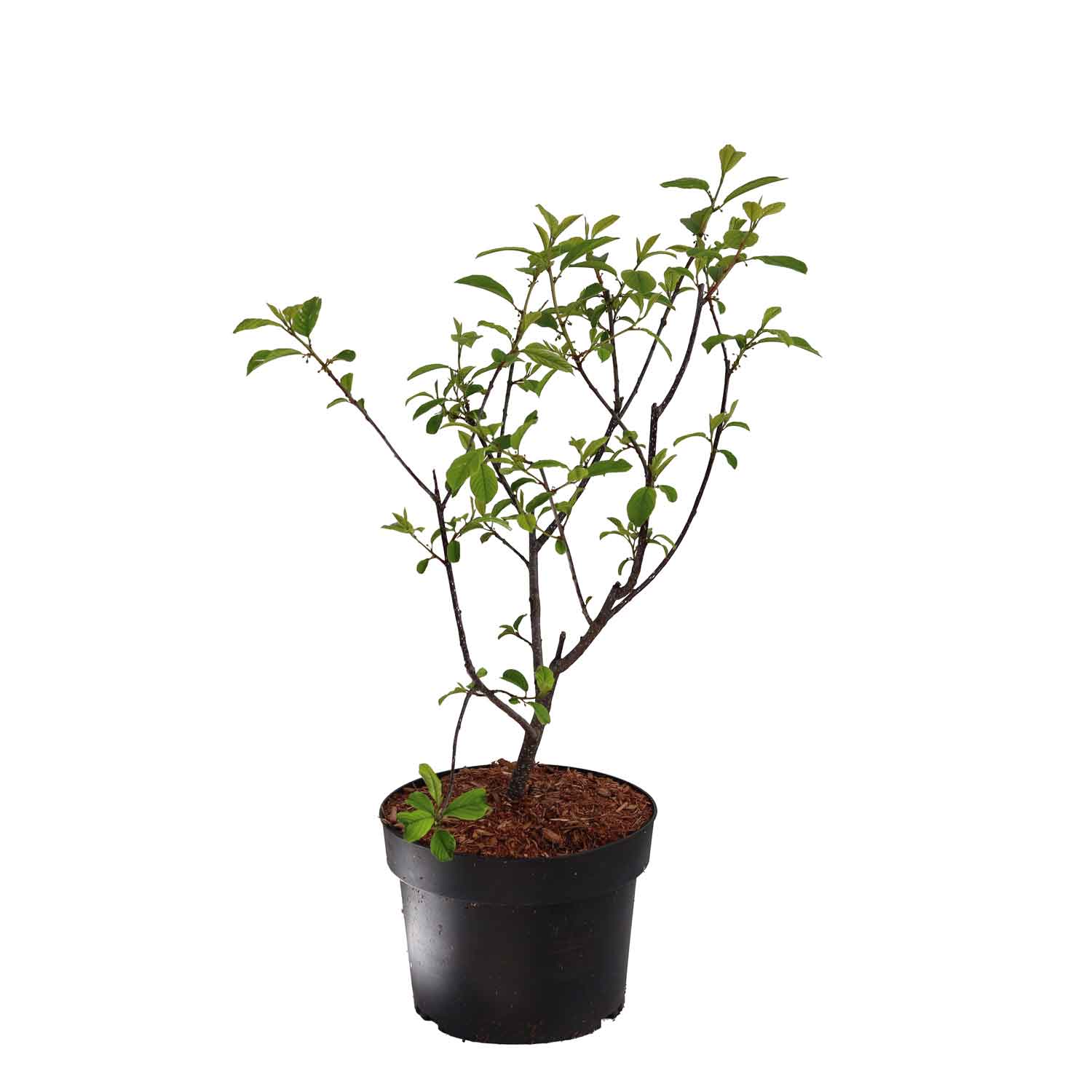 Frangula alnus 30/40 C3