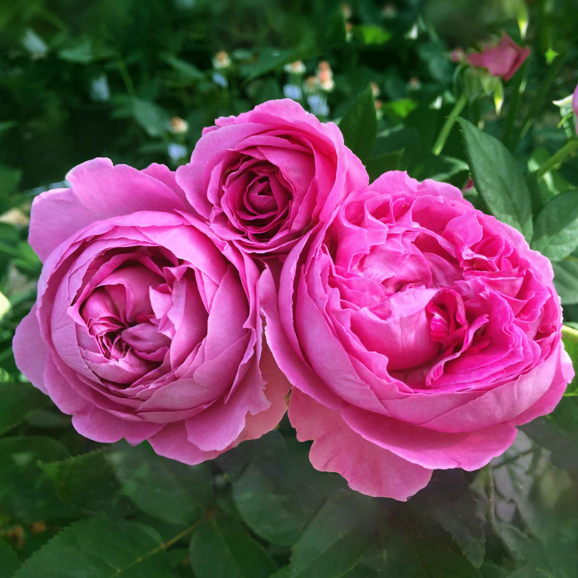 Rose Fräulein Maria
