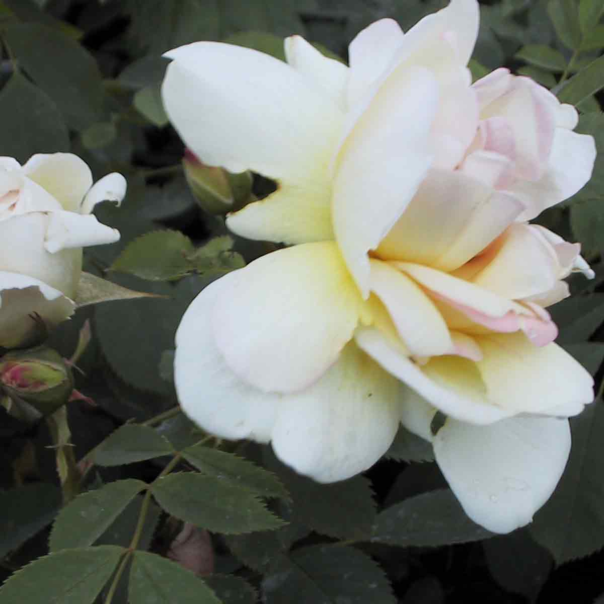 Dune rose pimpinellifolia 'Frühlingsgold'