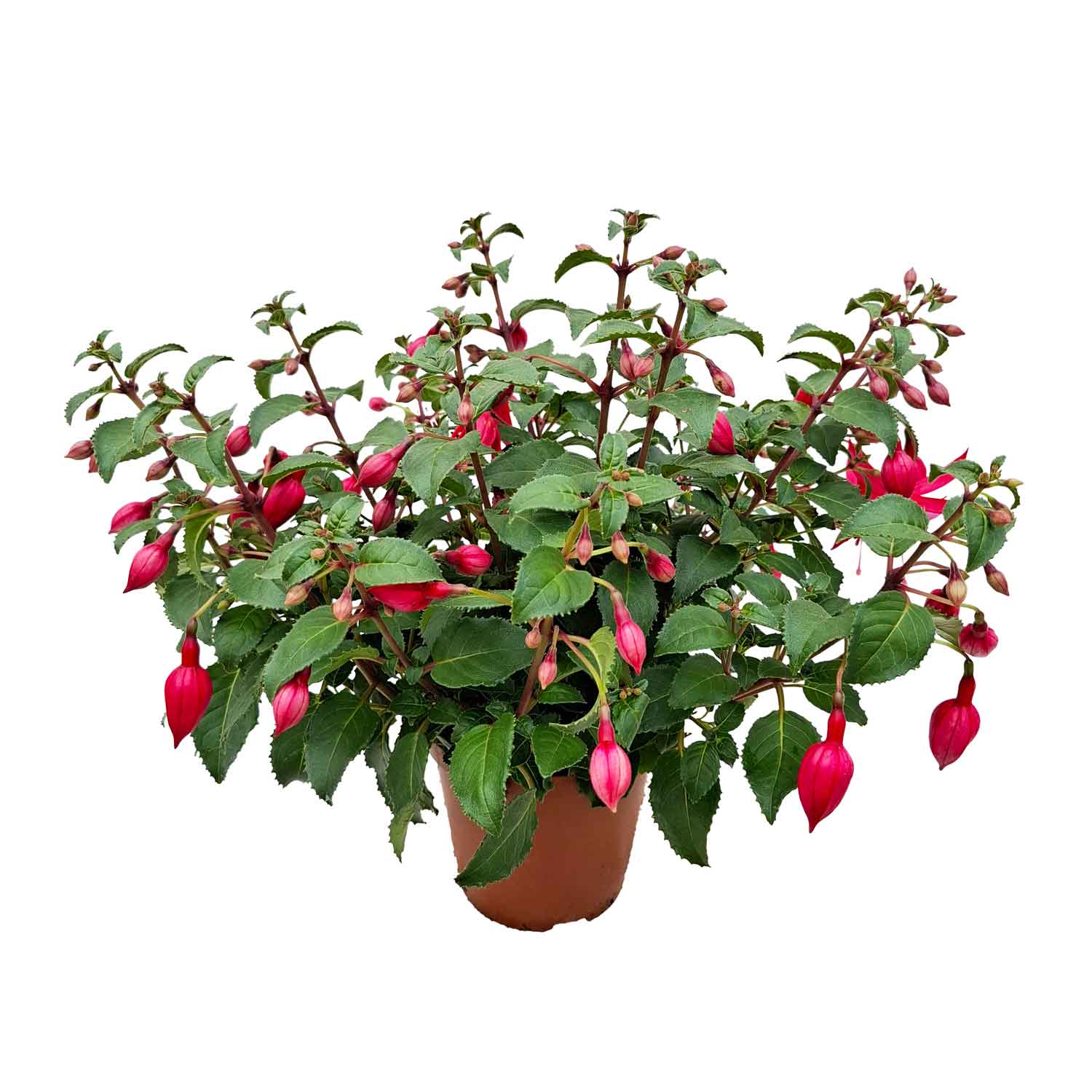 FUCHSIA BUSH D14