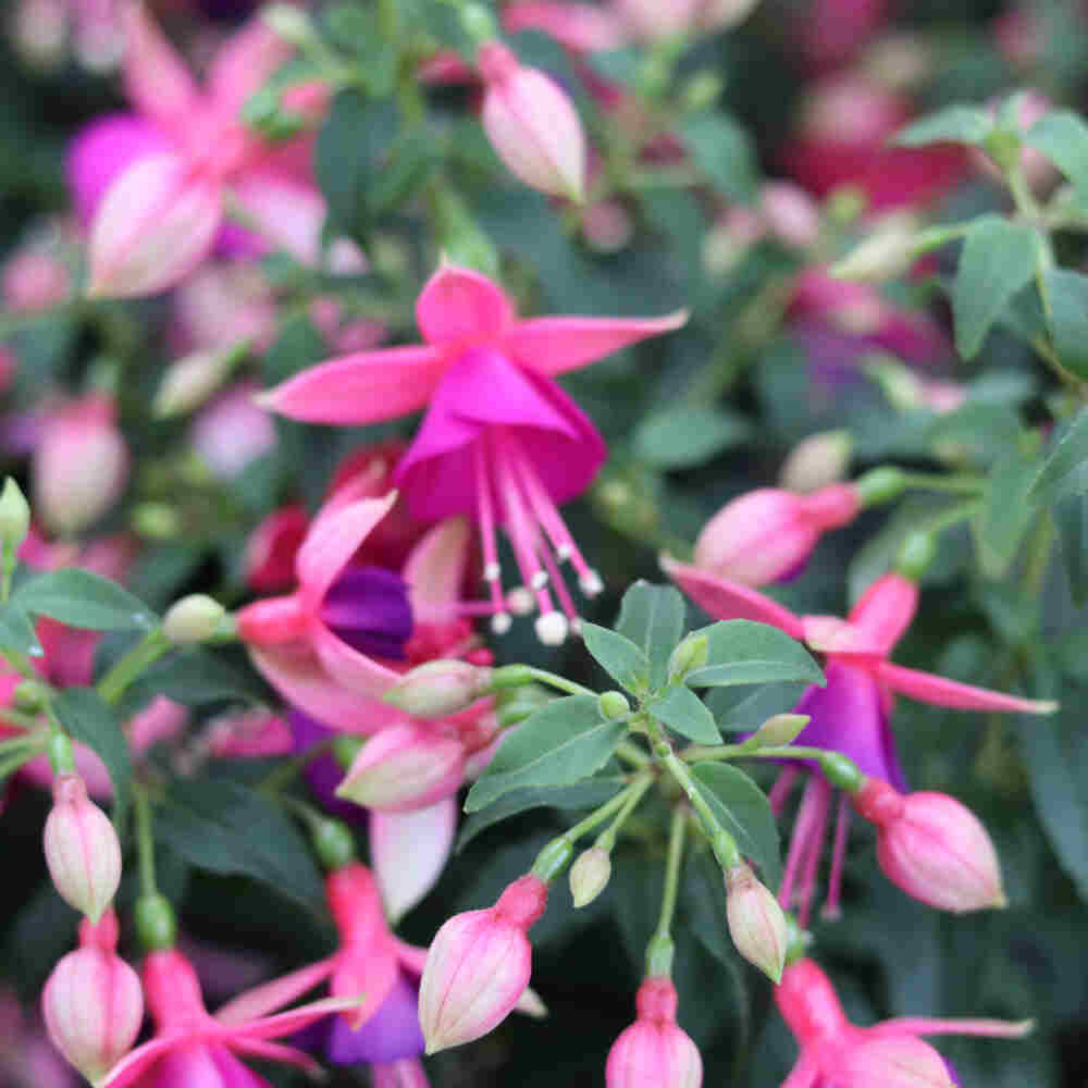 Fuchsia hybrid 11cm kruka