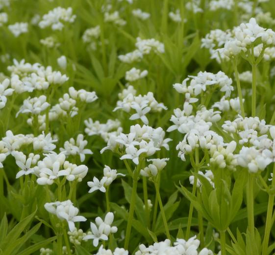 Galium odoratum 11C