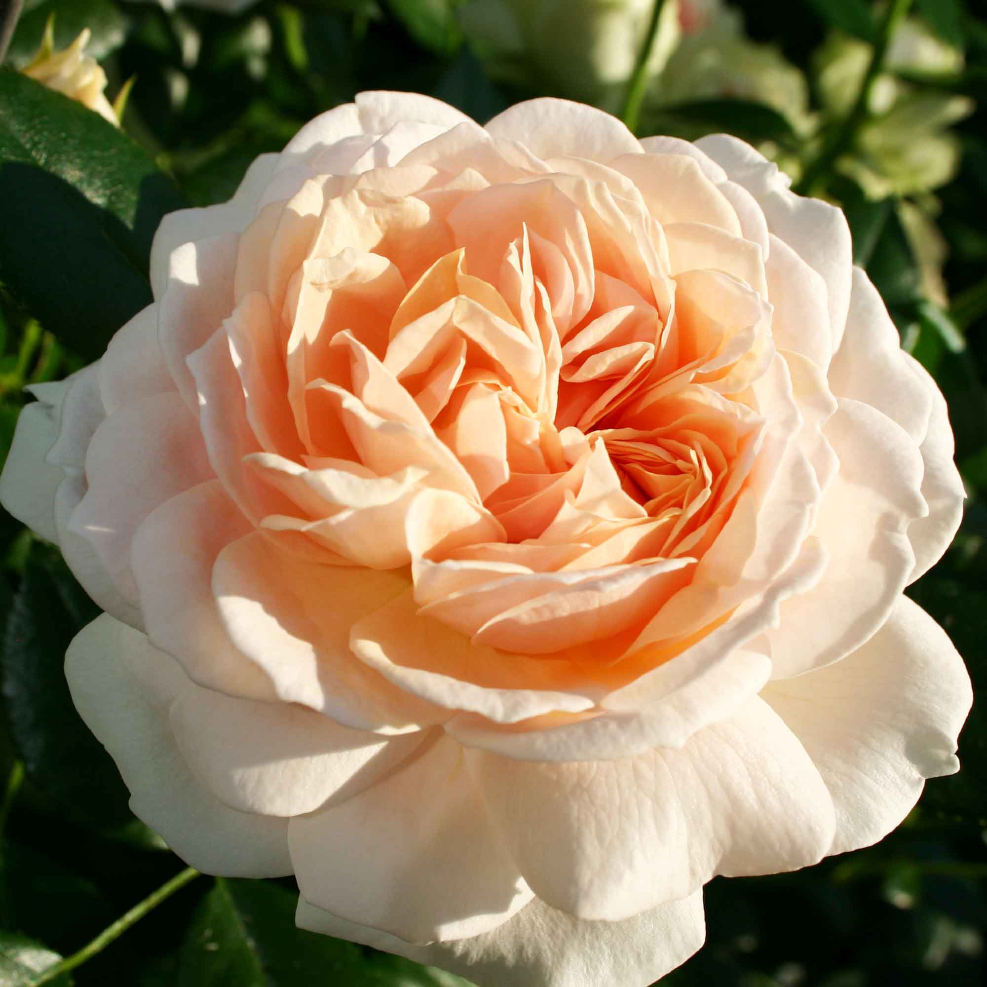 Rose Garden of Roses