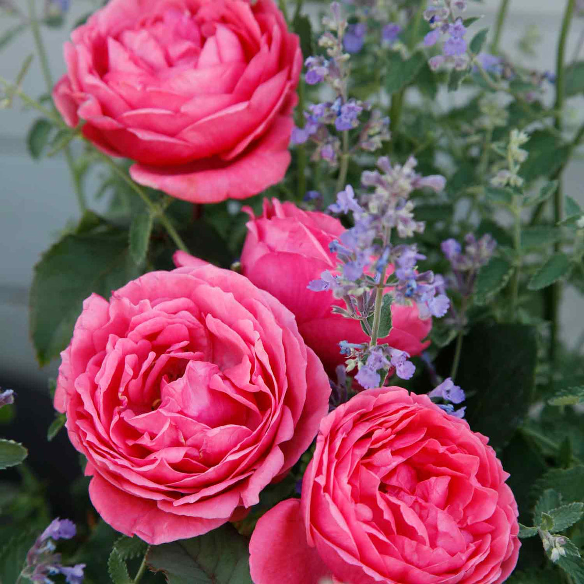 Rose Gartenprinzessin Marie-José