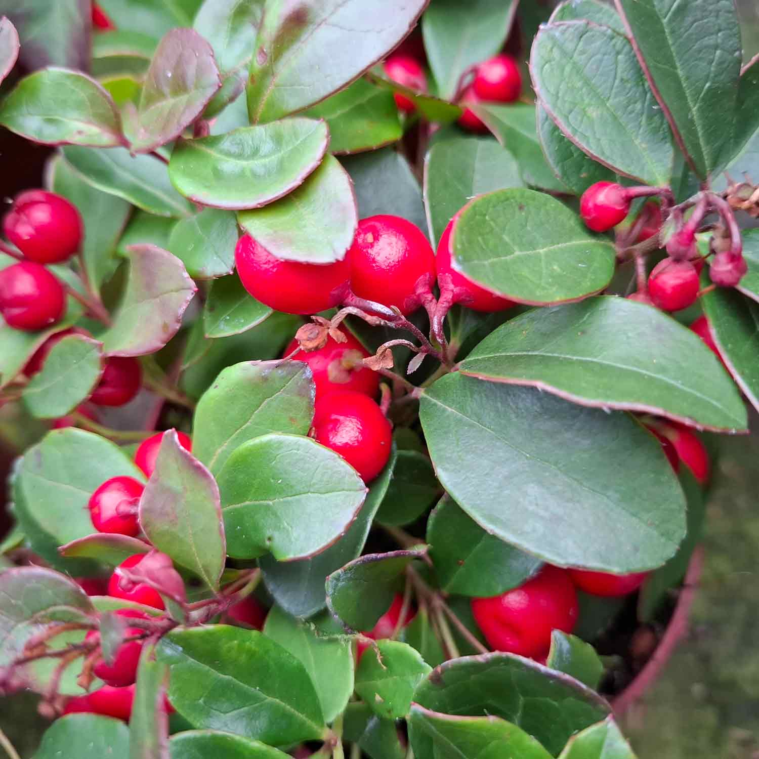 Gaultheria proc. Big Berry 10,5cm
