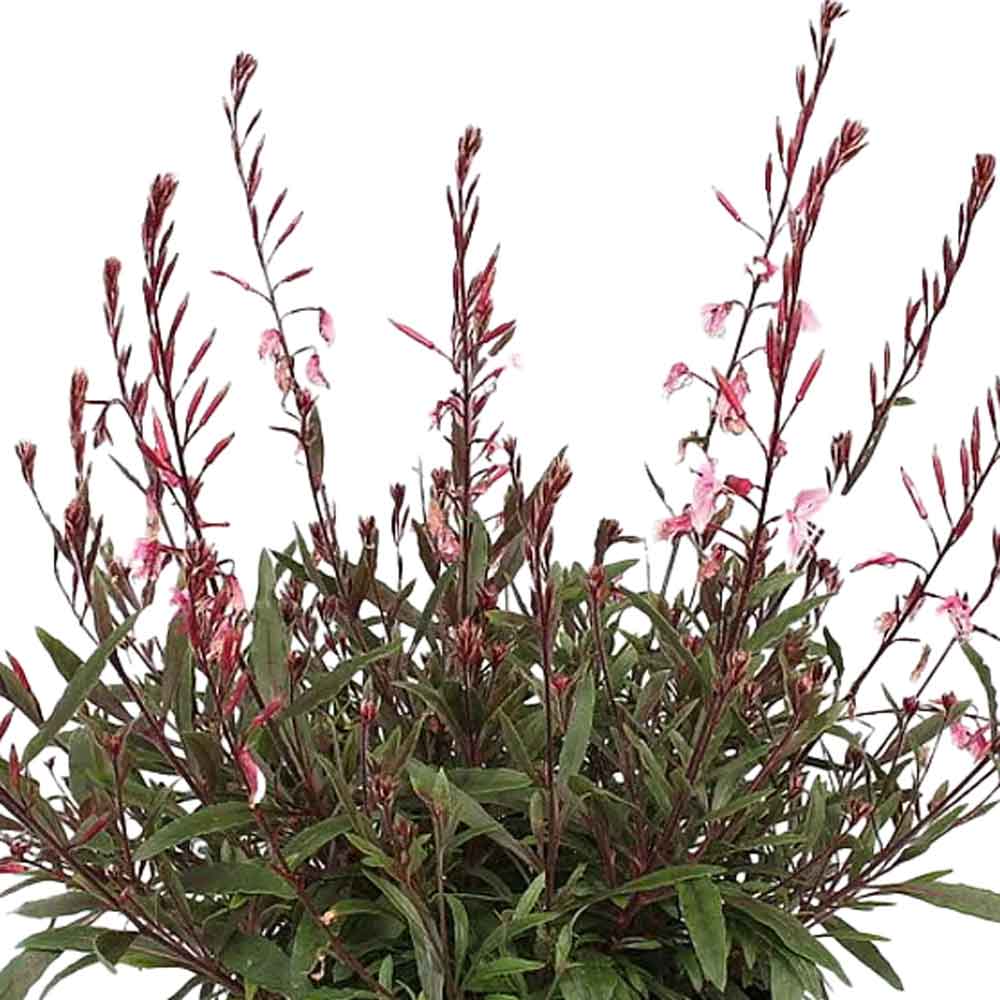 Gaura l. Körsbärsbrandy P9