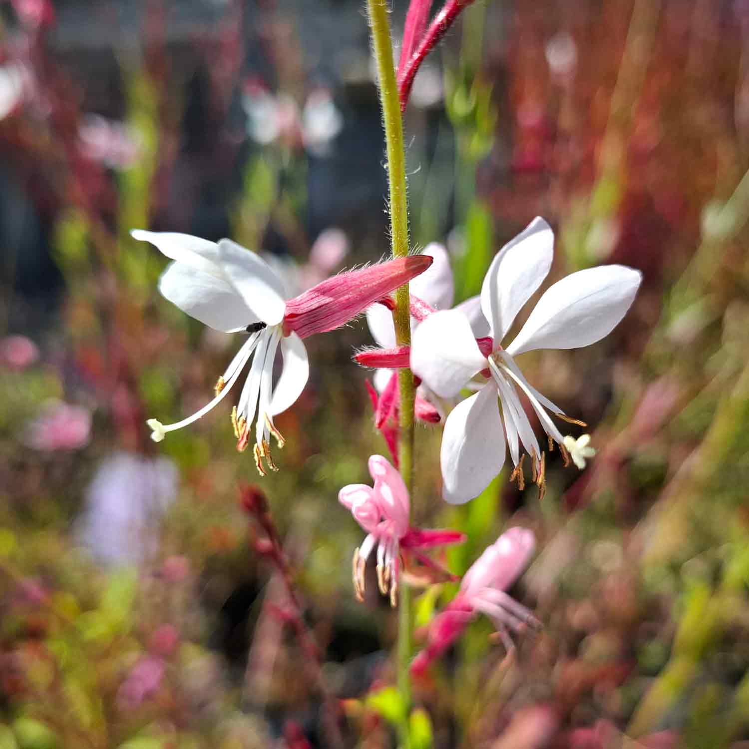 Gaura l. 'Flamingo White' P9