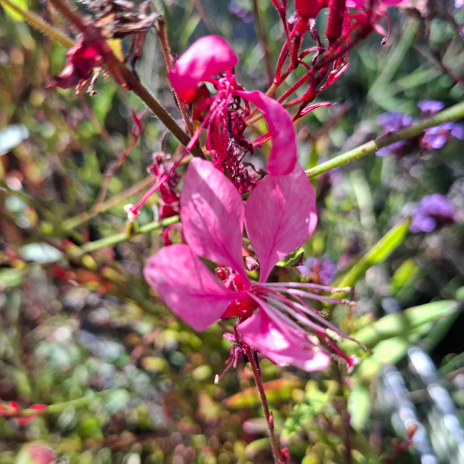 Gaura l. 'Tutti Frutti' P9