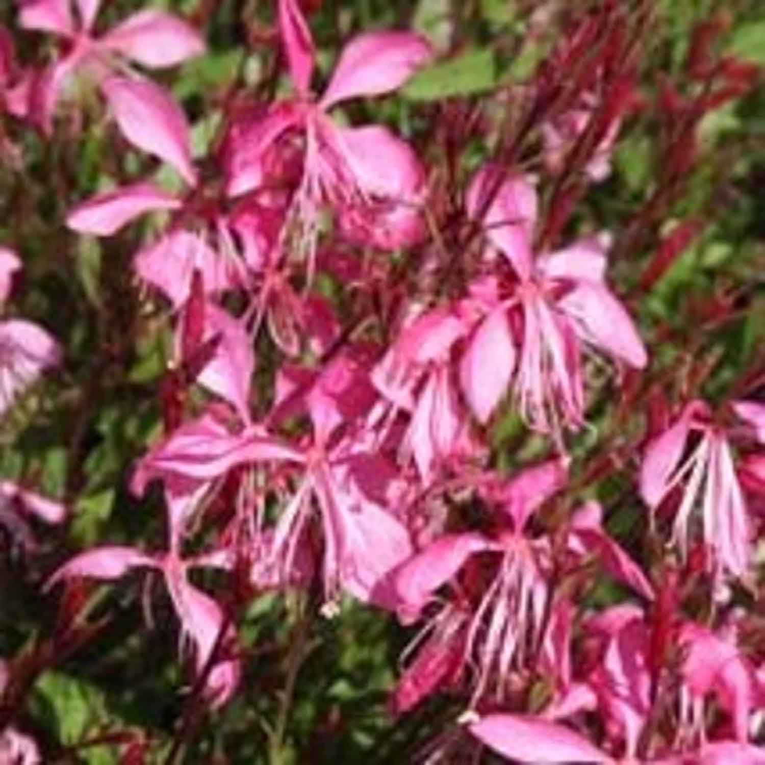 Gaura l. 'Tutti Frutti' P9