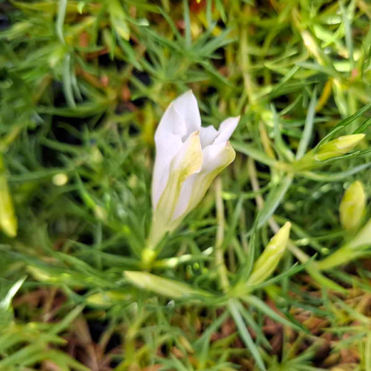 GENTIANA sinoor. Weisse Traum 10 cm Potte