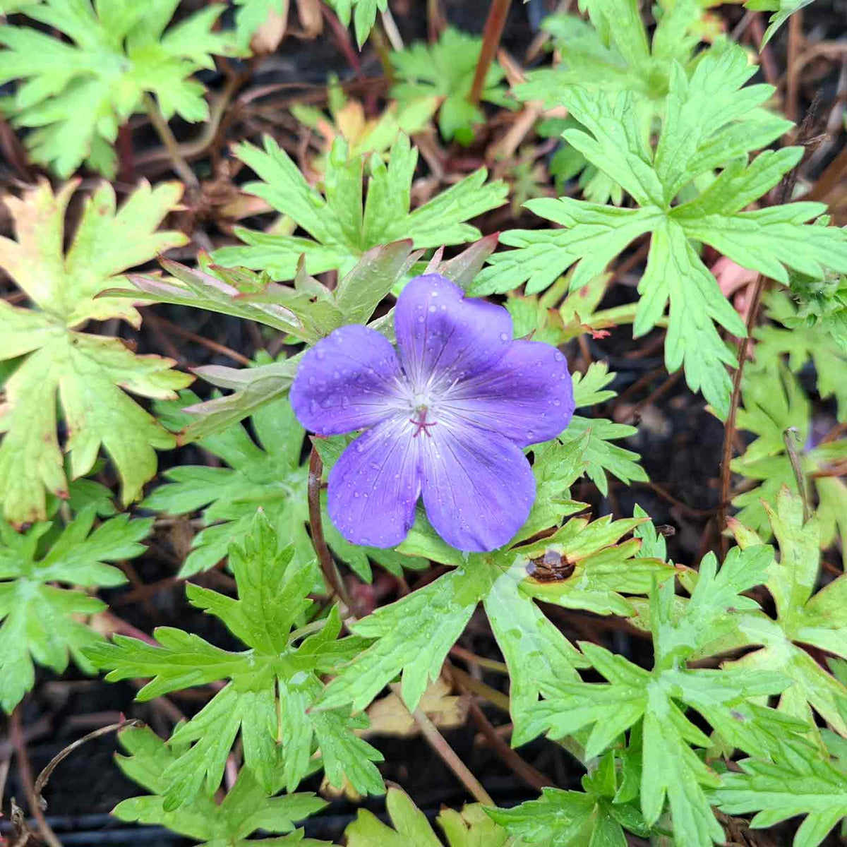 Geranium 'Brookside' P9