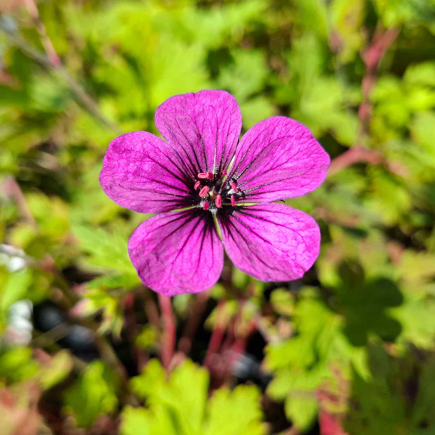 Geranium 'Anne Thomson' 2L