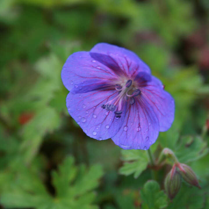 Geranium himalayanse 'Gravetye' P9