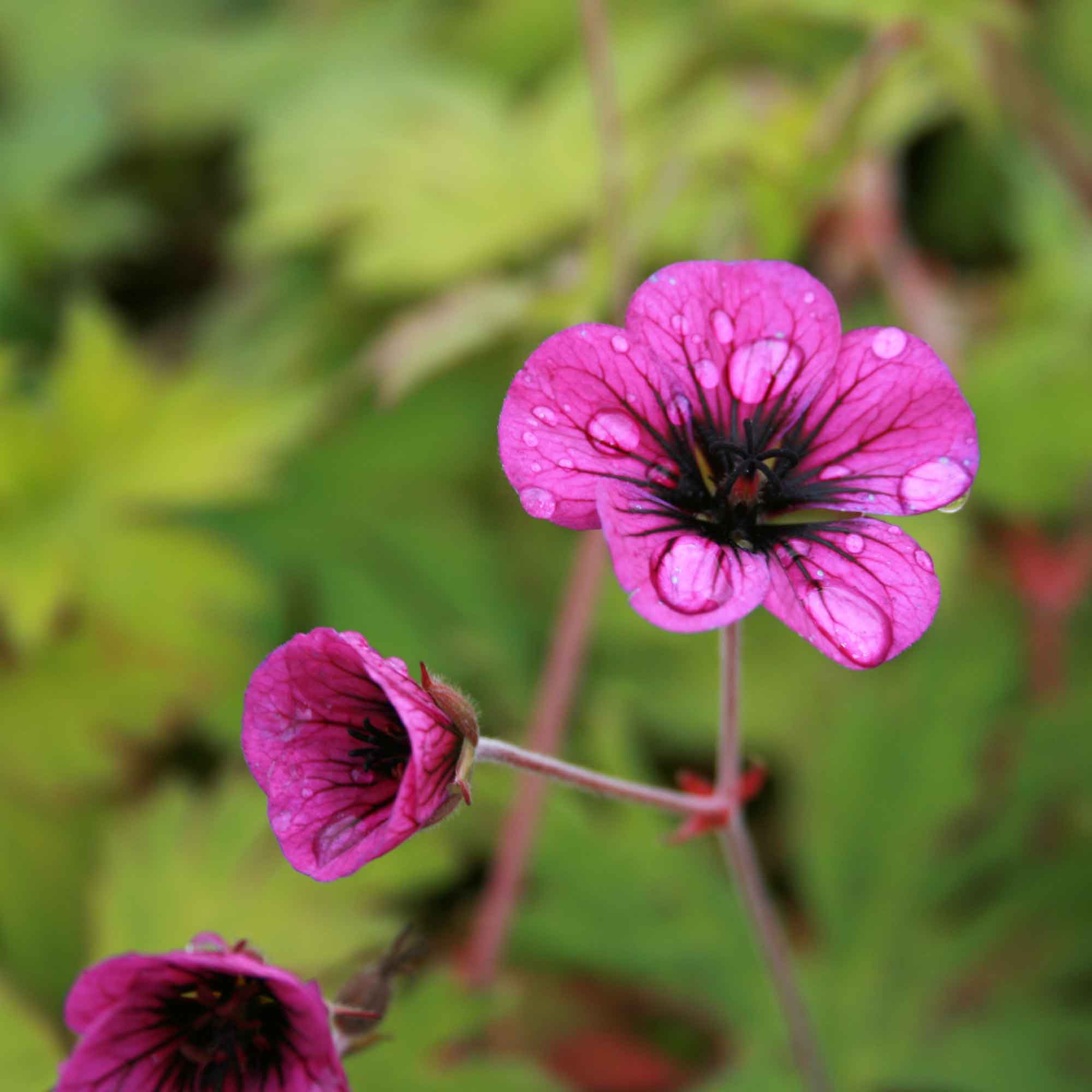 Geranium 'Ann Folkard' P9