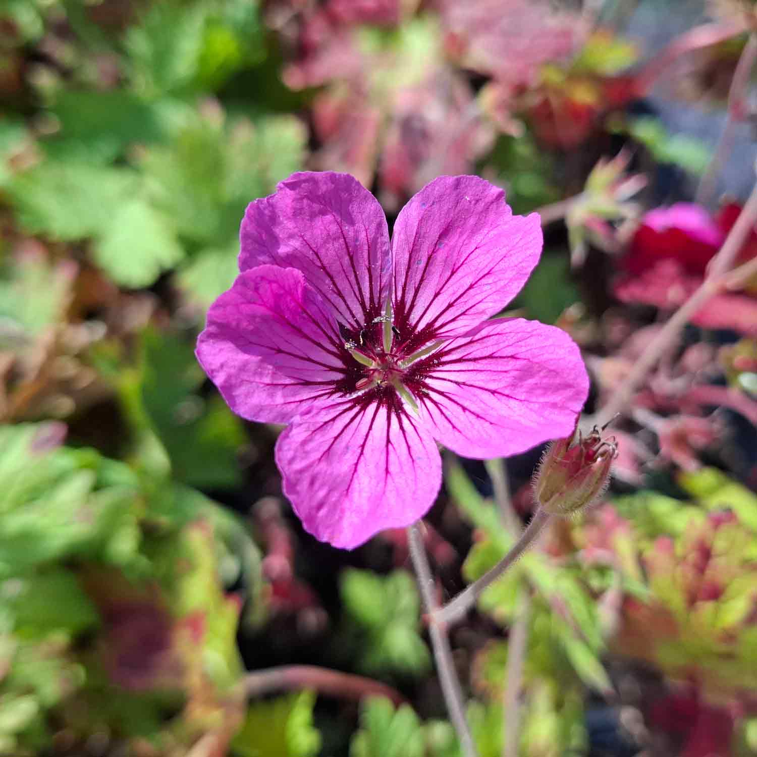 Geranium 'Patricia' P9