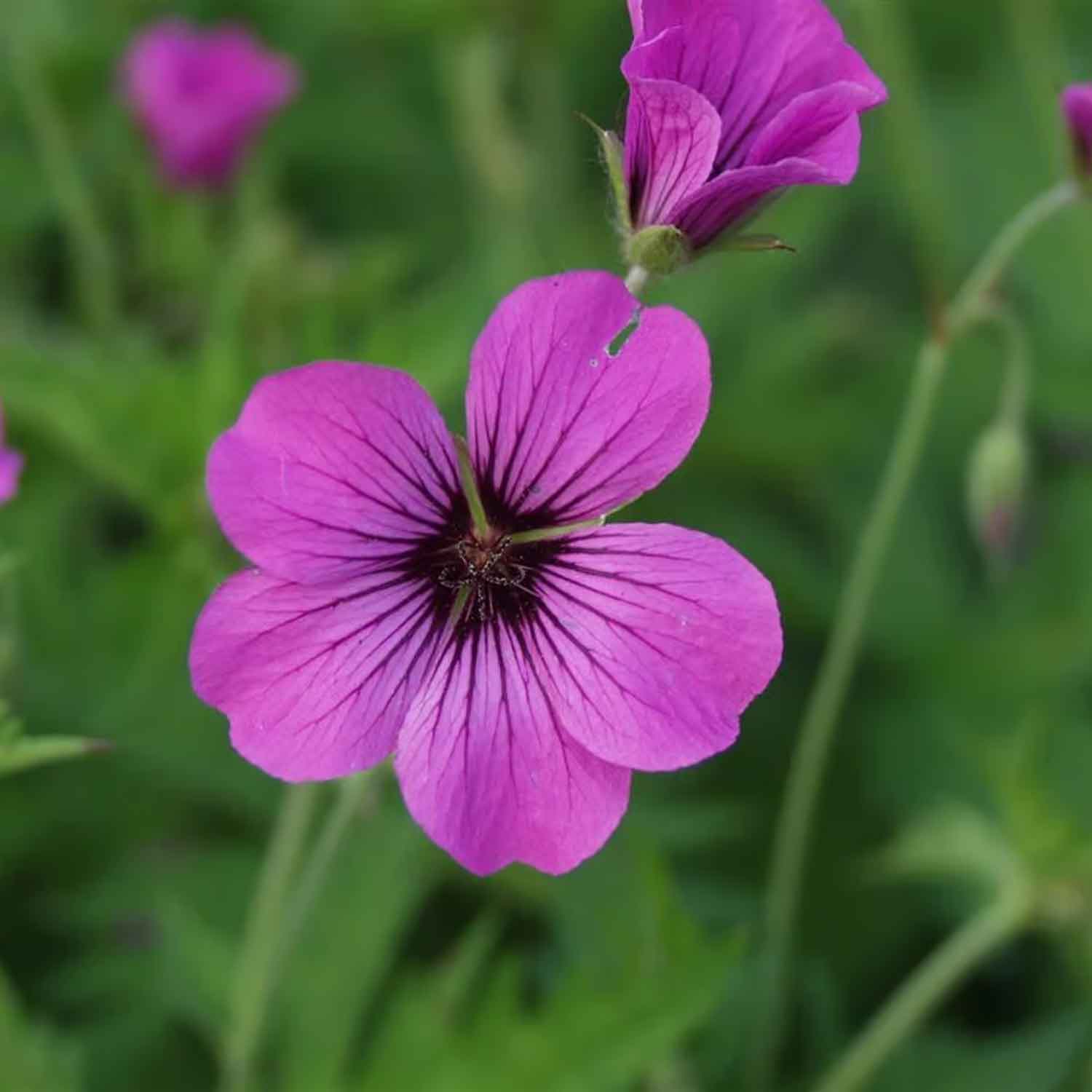 Geranium 'Patricia' P9