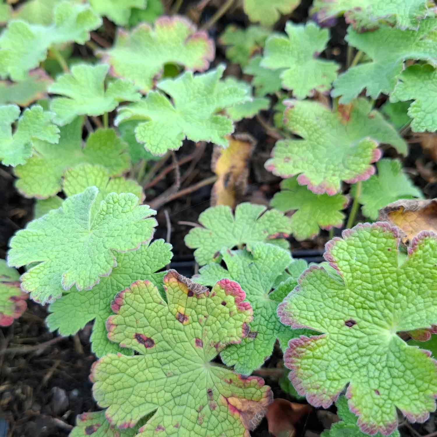 Geranium 'Philippe Vapelle' P9