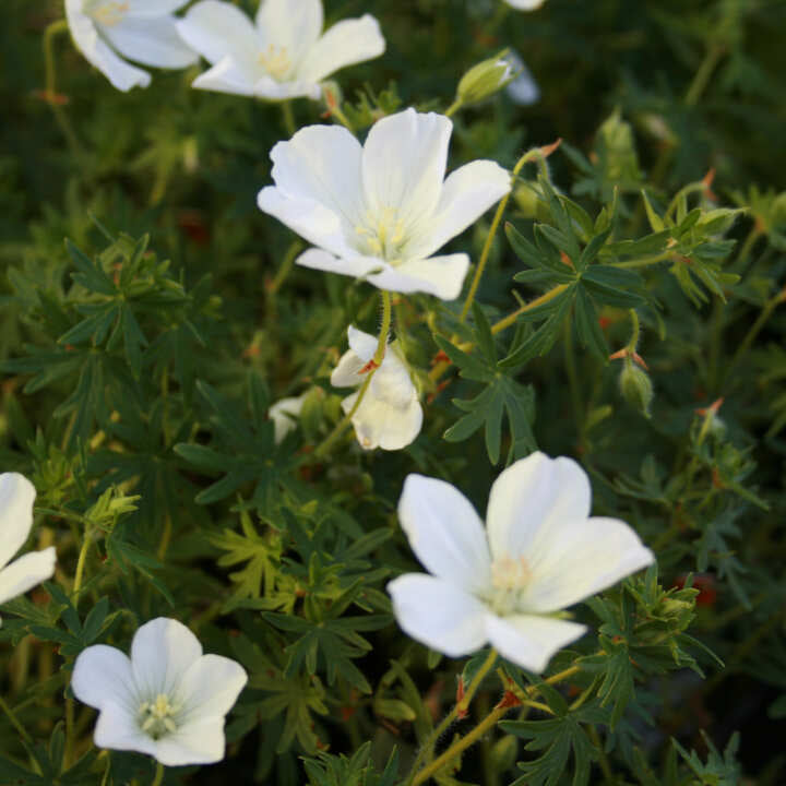 Geranium phaeum 'Album' 1L