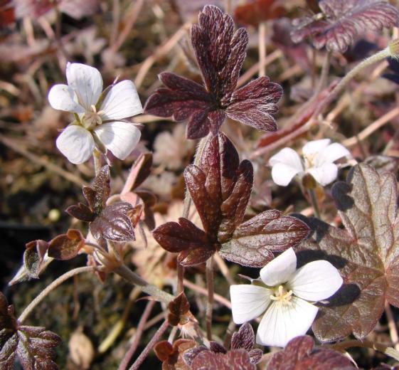 Geranium hybrid 'Sanne' 11C