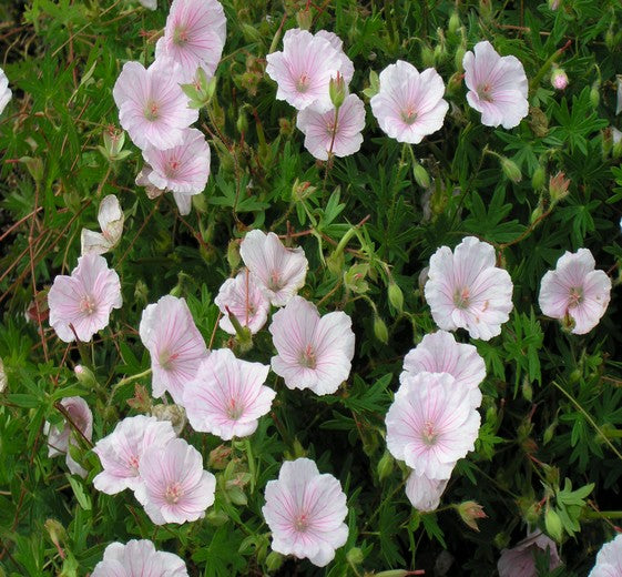 Geranium sanguineum striatum 9cm
