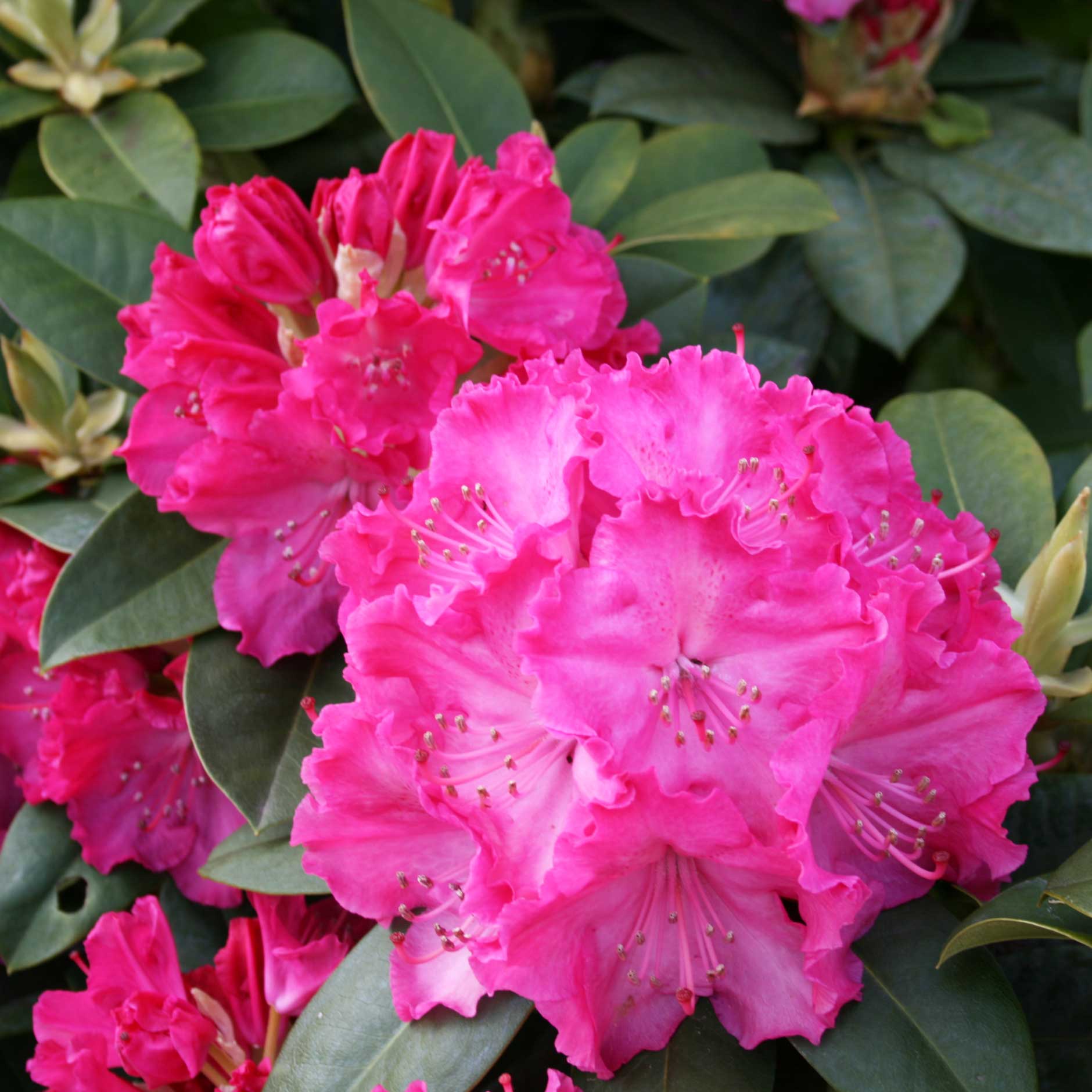 Rhododendron 'Germania' 30/40 C5